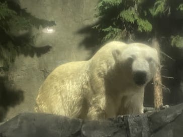 旭川市旭山動物園に投稿された画像（2021/8/13）