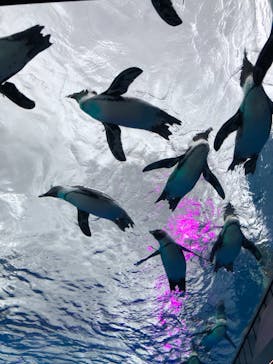 サンシャイン水族館に投稿された画像（2021/8/13）