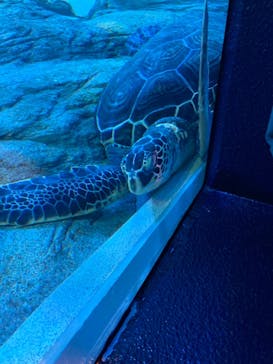 しながわ水族館に投稿された画像（2021/8/13）