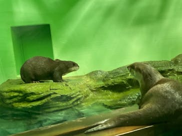 しながわ水族館に投稿された画像（2021/8/13）