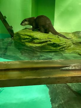 しながわ水族館に投稿された画像（2021/8/13）