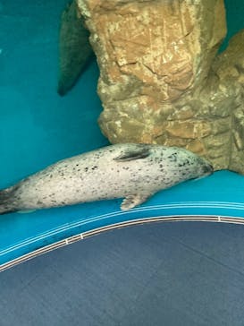 しながわ水族館に投稿された画像（2021/8/13）
