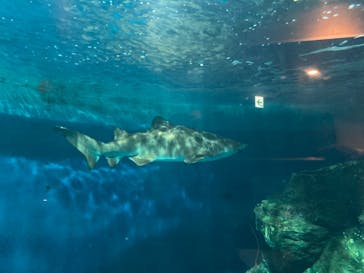 しながわ水族館に投稿された画像（2021/8/13）