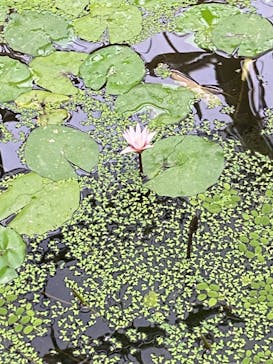 神戸どうぶつ王国に投稿された画像（2021/8/13）