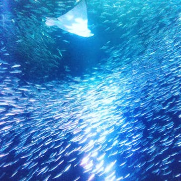 名古屋港水族館に投稿された画像（2021/8/13）