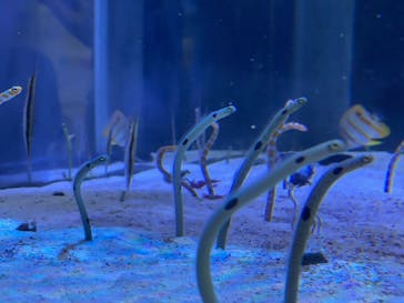 名古屋港水族館に投稿された画像（2021/8/13）