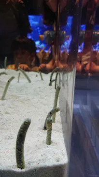 すみだ水族館に投稿された画像（2021/8/14）