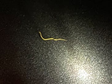 ミッドナイトツアー 奄美に投稿された画像（2021/8/14）