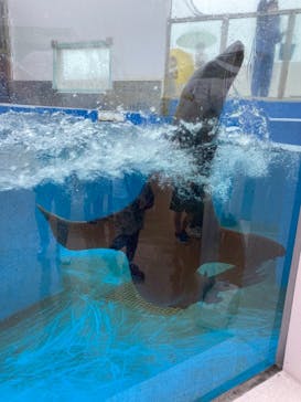 四国水族館に投稿された画像（2021/8/14）