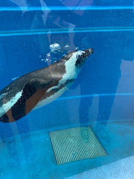 四国水族館に投稿された画像（2021/8/14）