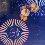 マクセル アクアパーク品川に投稿された画像（2021/8/14）