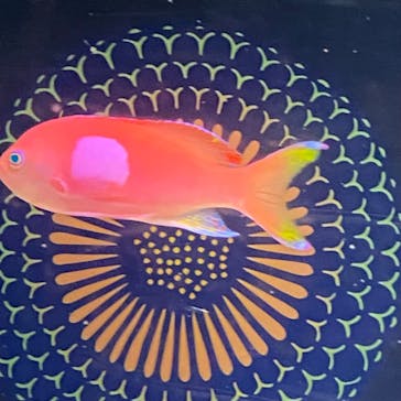 マクセル アクアパーク品川に投稿された画像（2021/8/14）