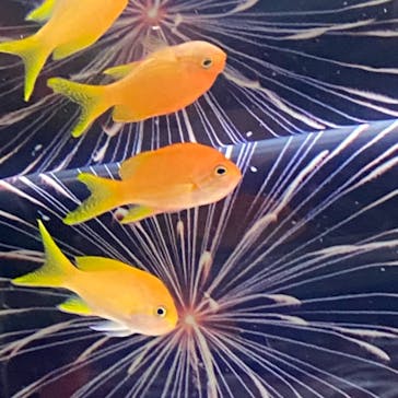 マクセル アクアパーク品川に投稿された画像（2021/8/14）