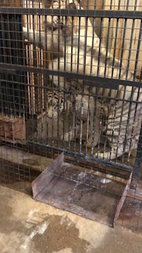 群馬サファリパークに投稿された画像（2021/8/14）