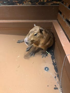 Moff animal world MARK IS みなとみらい店に投稿された画像（2021/8/14）