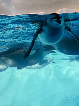 名古屋港水族館に投稿された画像（2021/8/14）