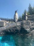 旭川市旭山動物園に投稿された画像（2021/8/14）