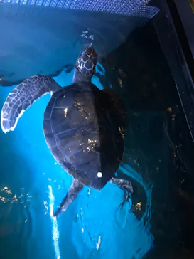 すみだ水族館に投稿された画像（2021/8/14）