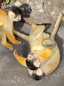 伊豆シャボテン動物公園に投稿された画像（2021/8/14）