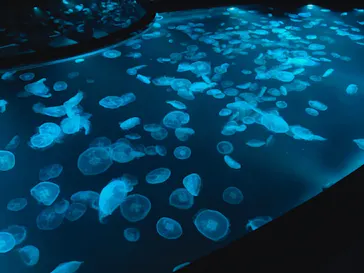 すみだ水族館に投稿された画像（2021/8/14）