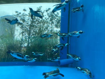 サンシャイン水族館に投稿された画像（2021/8/14）