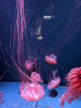 京都水族館に投稿された画像（2021/8/14）