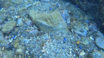 ARK Diving Shop 串本店に投稿された画像（2021/8/14）