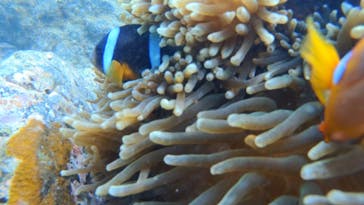 ARK Diving Shop 串本店に投稿された画像（2021/8/14）