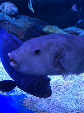 マクセル アクアパーク品川に投稿された画像（2021/8/14）