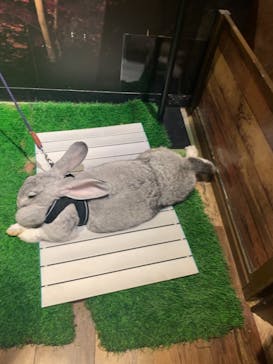 Moff animal world MARK IS みなとみらい店に投稿された画像（2021/8/14）