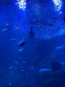 京都水族館に投稿された画像（2021/8/14）