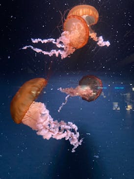 京都水族館に投稿された画像（2021/8/14）