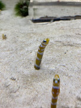 京都水族館に投稿された画像（2021/8/14）