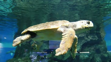 名古屋港水族館に投稿された画像（2021/8/14）