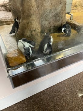 京都水族館に投稿された画像（2021/8/14）