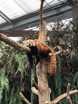 神戸どうぶつ王国に投稿された画像（2021/8/14）