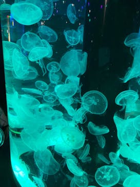 マクセル アクアパーク品川に投稿された画像（2021/8/14）