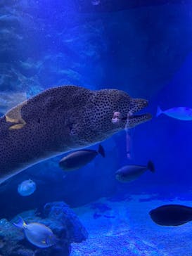 マクセル アクアパーク品川に投稿された画像（2021/8/14）