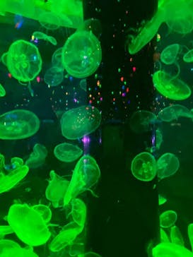 マクセル アクアパーク品川に投稿された画像（2021/8/14）