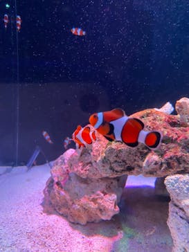 マクセル アクアパーク品川に投稿された画像（2021/8/14）