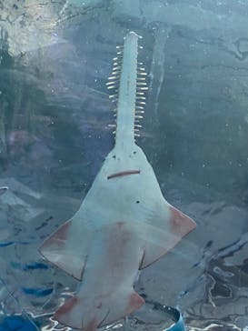 マクセル アクアパーク品川に投稿された画像（2021/8/14）