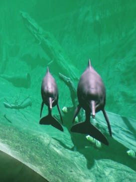 カワスイ 川崎⽔族館に投稿された画像（2021/8/14）