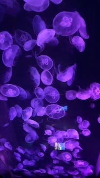 伊豆・三津シーパラダイスに投稿された画像（2021/8/14）