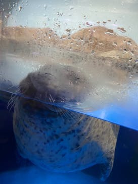 マクセル アクアパーク品川に投稿された画像（2021/8/14）