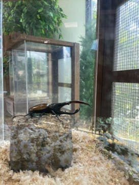 美らヤシパークオキナワ・東南植物楽園に投稿された画像（2021/8/14）