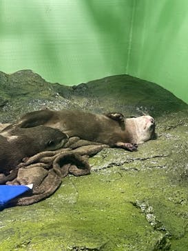しながわ水族館に投稿された画像（2021/8/14）