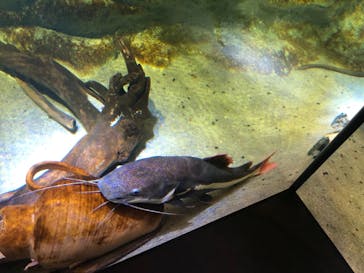 カワスイ 川崎⽔族館に投稿された画像（2021/8/14）