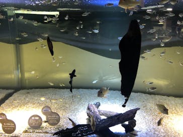 カワスイ 川崎⽔族館に投稿された画像（2021/8/14）