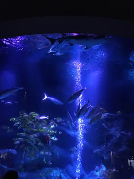 すみだ水族館に投稿された画像（2021/8/14）