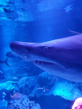 すみだ水族館に投稿された画像（2021/8/14）